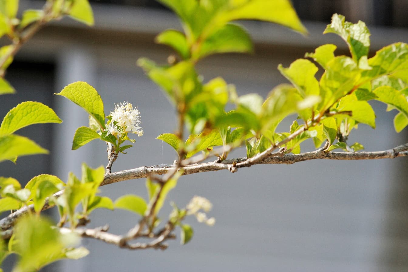 緑の葉がついて、小さな花が枝先に咲いている木