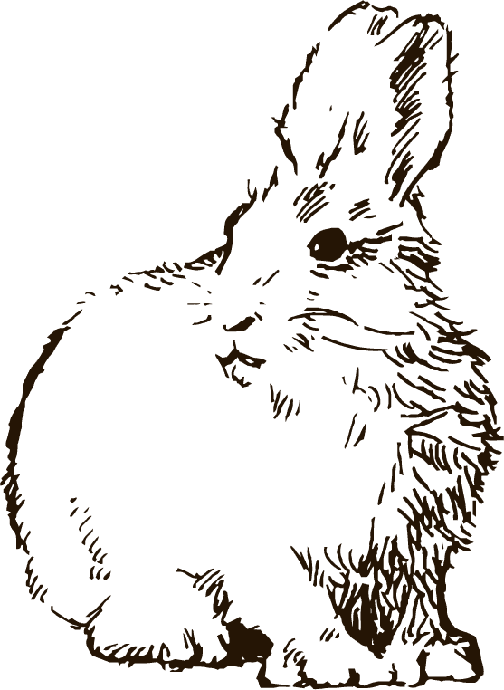 スケッチ画のようなうさぎのイラスト