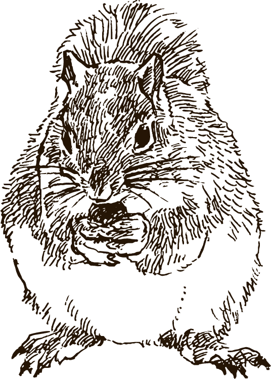 スケッチ画のようなリスのイラスト